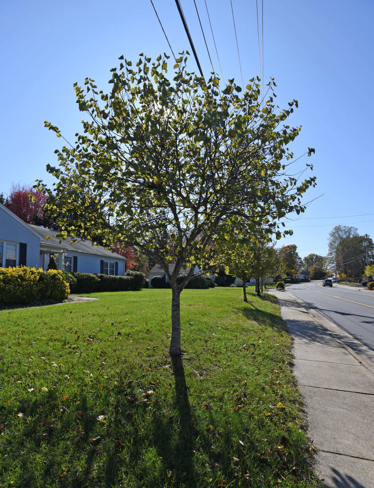 Shallowford Road streetscape